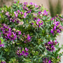 Paarse bloemen van de Vleugeltjesbloem